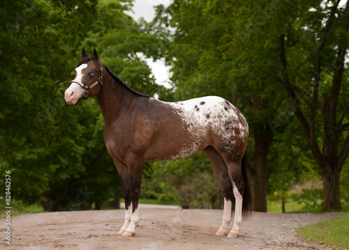 conformation shot of spotted appaloosa horse standing on road showing all four legs and hooves with green tree leaves in spring summer background