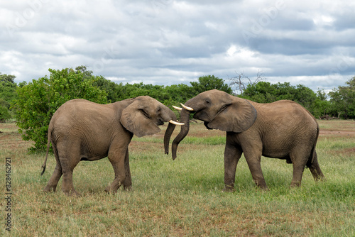Elephant battle. Young elephant bulls fighting and showing dominant behaviour in Mashatu Game Reserve in the Tuli Block in Botswana.