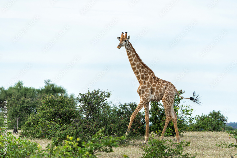 Obraz premium Giraffe . South African giraffe or Cape giraffe (Giraffa giraffa or camelopardalis giraffa) hanging around on a riverbank in Mashatu Game Reserve in the Tuli Block in Botswana