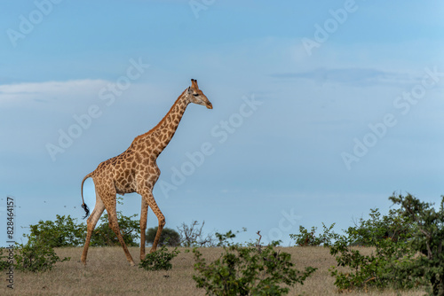 Giraffe . South African giraffe or Cape giraffe (Giraffa giraffa or camelopardalis giraffa) hanging around on a riverbank in Mashatu Game Reserve in the Tuli Block in Botswana