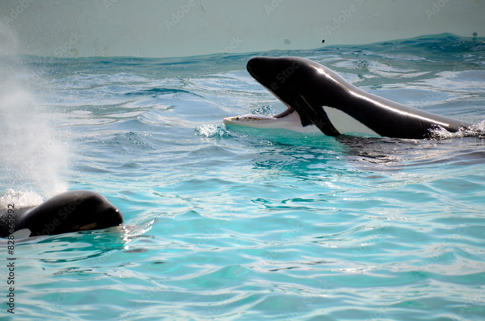 Obraz premium シャチ