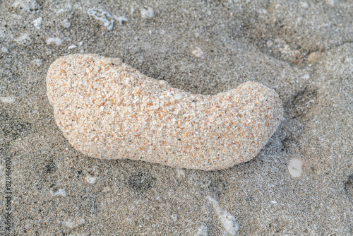 Cemented sand.  Cementation (geology).   Kaloko Beach, Oahu Hawaii. Beach deposits

 photo