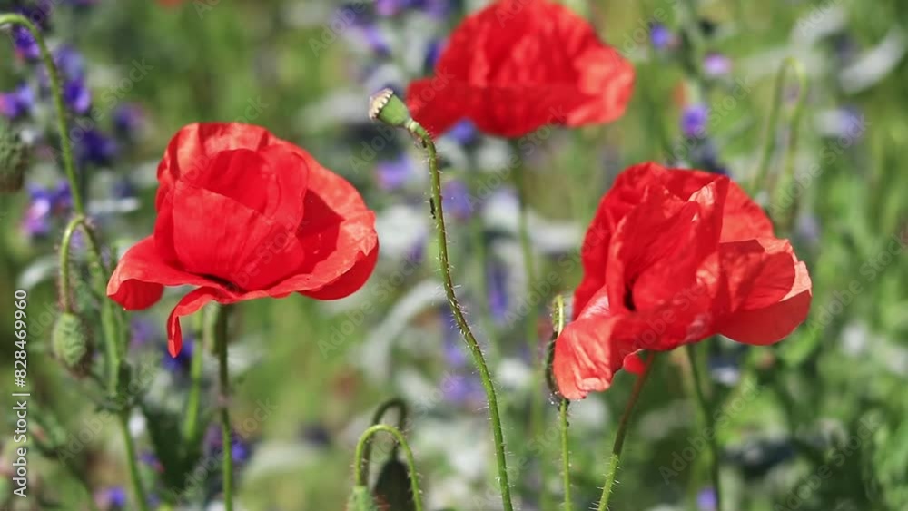 Red poppy flower among herbs close-up. Poppy flower on a background of green grass and other flowers. Spring flowers with large red petals. Close up of flowers with selective focus
