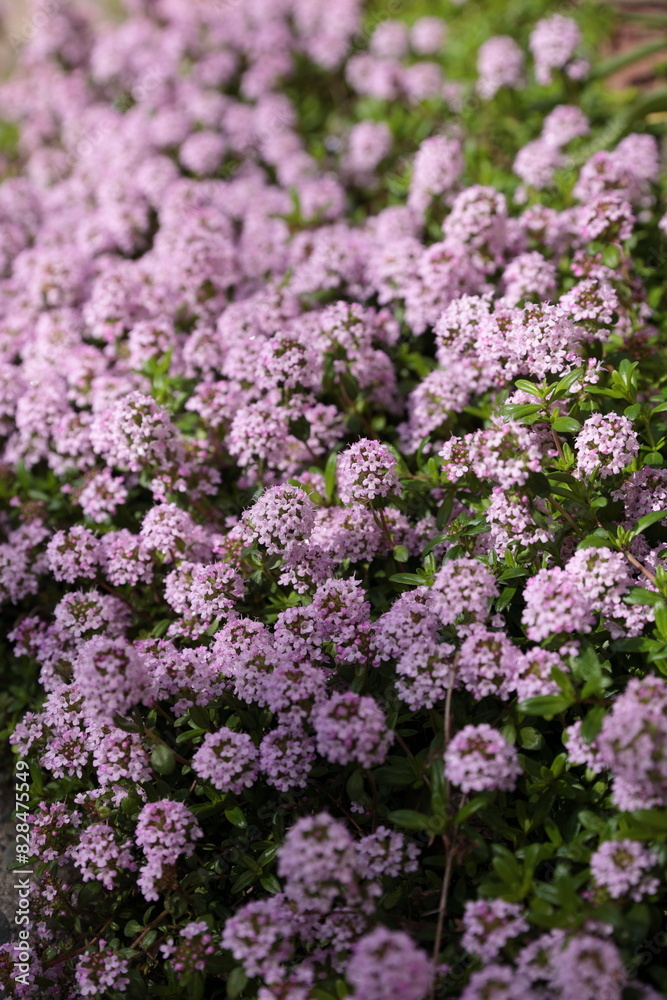 咲き揃ってきたタイムの花 咲き揃ってきたタイムの花