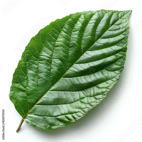 Guava leaf isolated on white background with shadow. Guava leaf from guava tree top view. Green luscious leaf