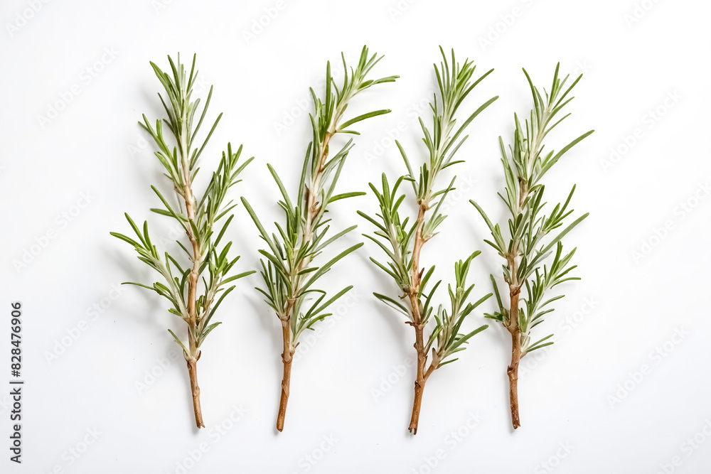 Fototapeta premium Fresh Rosemary Sprigs Isolated on White Background