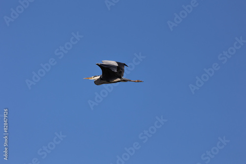 Ibis in volo nel cielo azzurro del Novarese in Piemonte