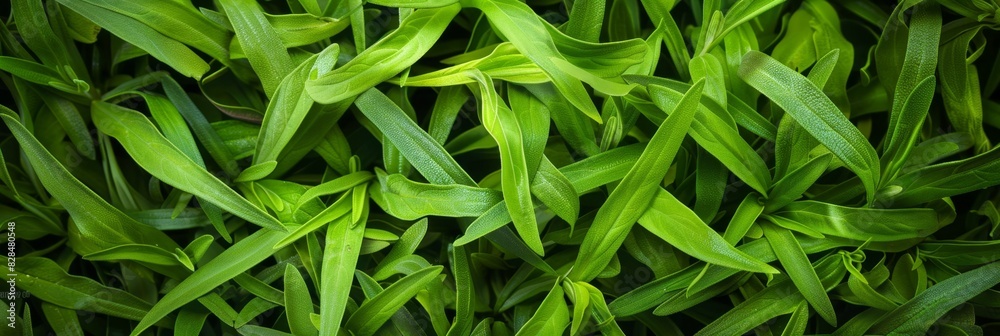 Tarragon texture background, estragon leaf banner, Artemisia dracunculus pattern, fresh herbal leaves Tarragon texture background, estragon leaf banner, Artemisia dracunculus pattern, fresh herbal leaves