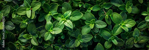 Thyme texture background, thymus leaf banner, Thymus vulgaris pattern, fresh herbal leaves banner
