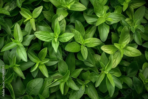 Stevia texture background, sweet leaf pattern, stevia rebaudiana banner, sugar substitute mockup photo