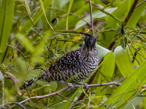 Barred Antshrike - Thamnophilus doliatus in Costa Rica photo