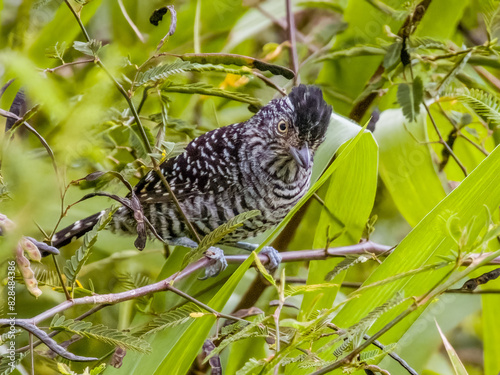 Barred Antshrike - Thamnophilus doliatus in Costa Rica photo