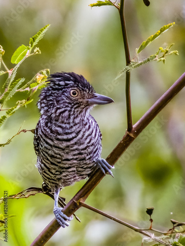 Barred Antshrike - Thamnophilus doliatus in Costa Rica