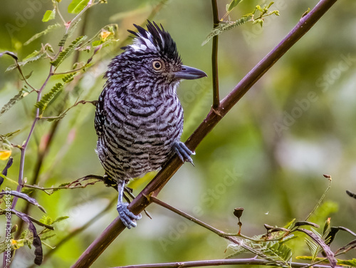 Barred Antshrike - Thamnophilus doliatus in Costa Rica photo