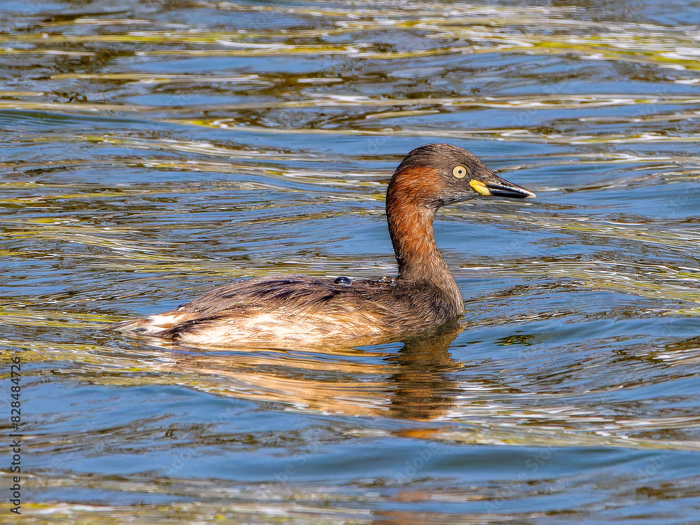 Fototapeta premium 池を泳ぐカイツブリ
