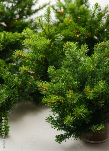 Evergreen branches on a white background 