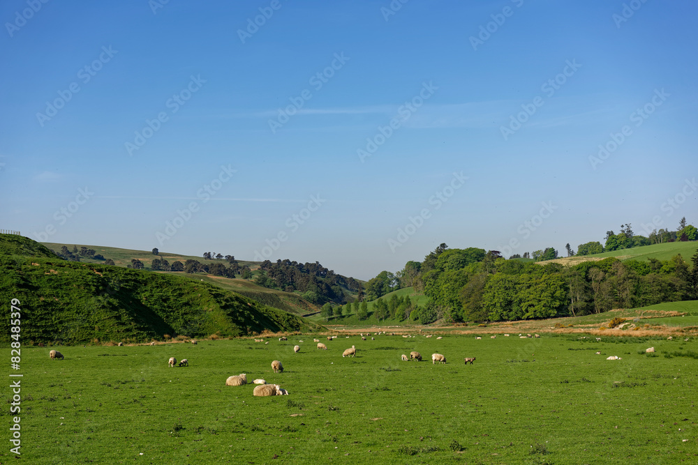 A small steep sided Valley at Deuchar near to Glen Ogil, with Sheep and their lambs grazing on the flat Valley Floor next to old gravel pits. A small steep sided Valley at Deuchar near to Glen Ogil, with Sheep and their lambs grazing on the flat Valley Floor next to old gravel pits.