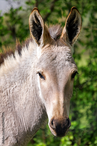 African wild donkey  Equus asinus somalicus  front view portrait. Endemic to East Africa and critically endangered  with less than 600 recorded in the wild.