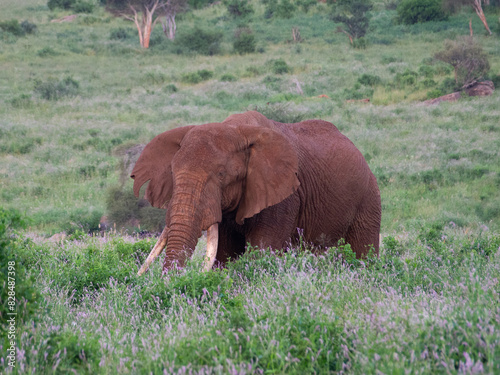 Kenia - safari