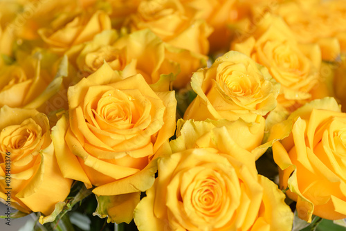 close up of a bunch of yellow roses. Monochrome yellow background.