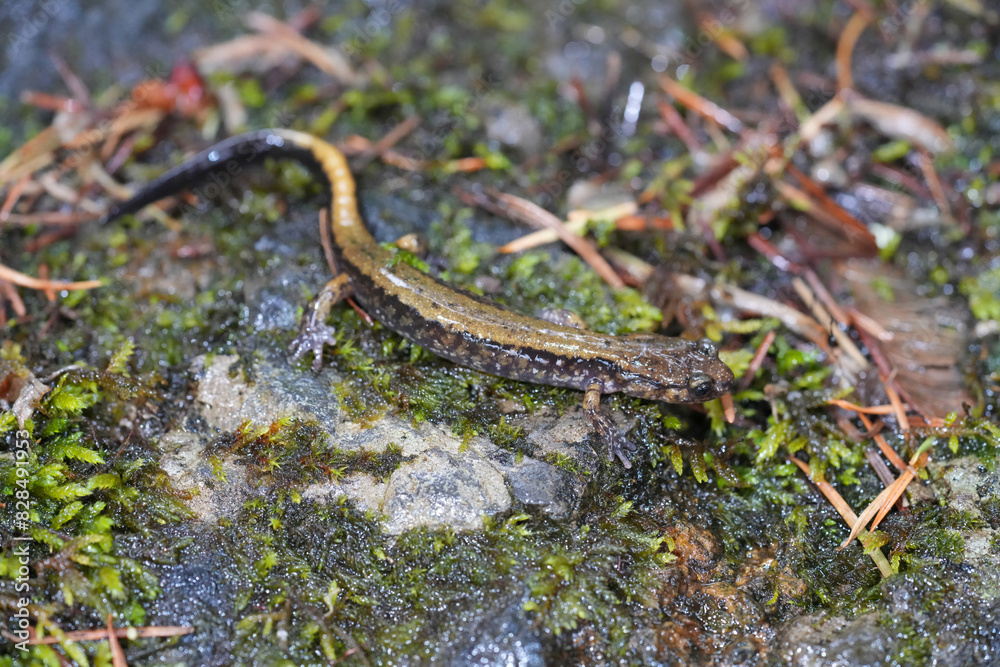 Closeup on a Dunn's salamander, Plethodon dunni at Columbia river Gorge, Oregon Closeup on a Dunn's salamander, Plethodon dunni at Columbia river Gorge, Oregon