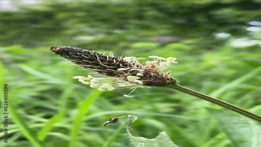 Plantain inflorescence in close-up swinging in the wind Plantain inflorescence in close-up swinging in the wind