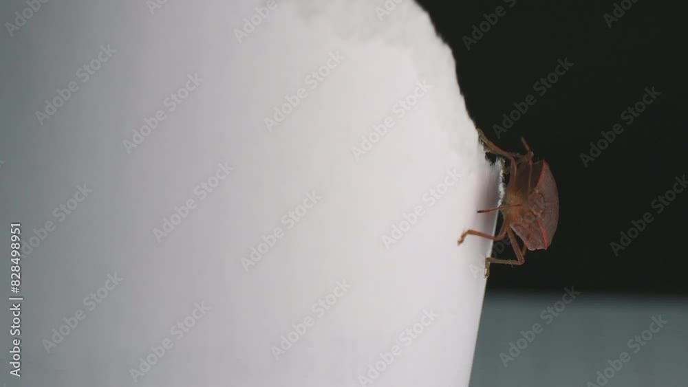 Closeup footage of brown marmorated stink bug crawling on a white paper in daylight