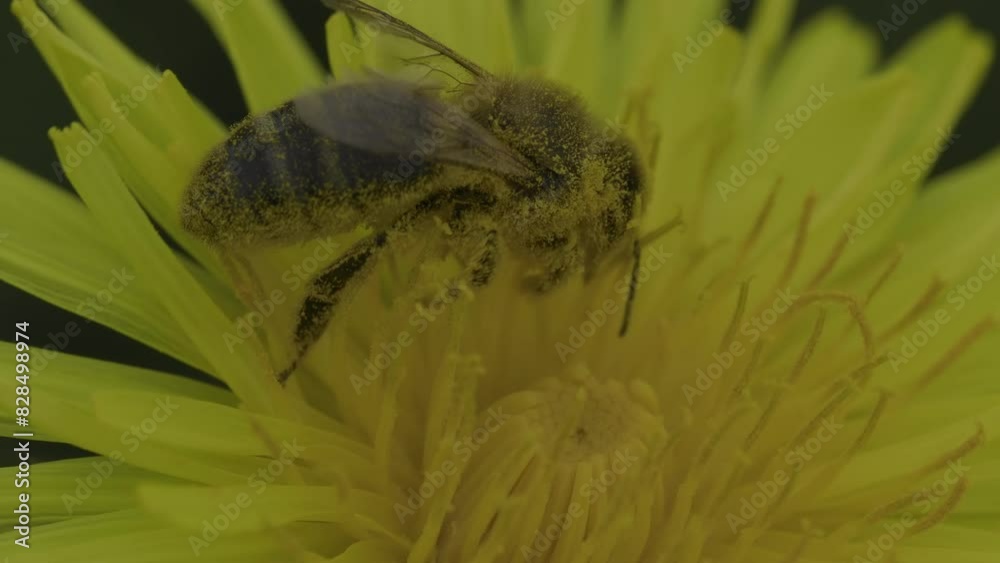 Closeup footage of honey bee (Apis) covered in pollen trying to gather nectar from a dandelion flowe