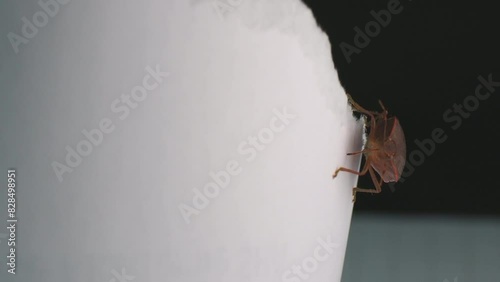 Closeup footage of brown marmorated stink bug crawling on a white paper in daylight photo