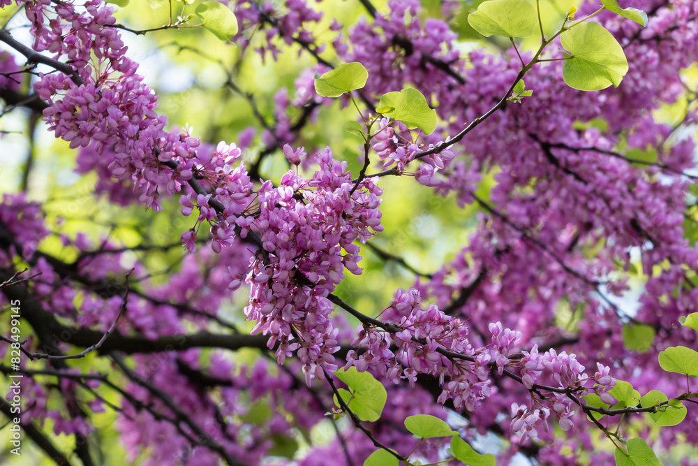 Blooming wisteria in Belgrade Botanical Park Blooming wisteria in Belgrade Botanical Park