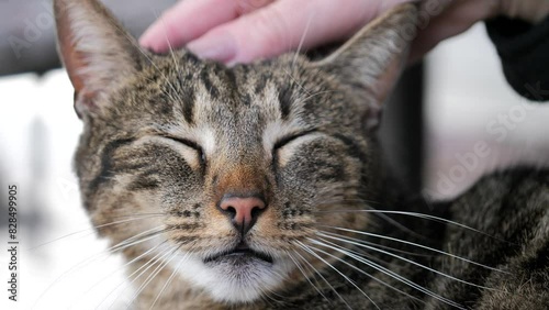 Closeup footage of a female hand petting the head of a relaxed short-hair tabby cat