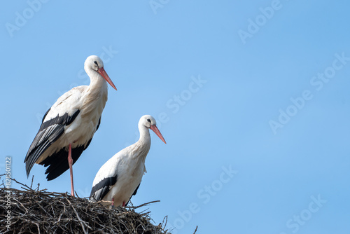 Two white stork in the nest under the blue sky