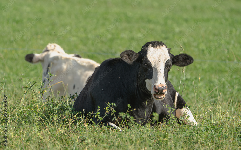 Two cows lying in the field