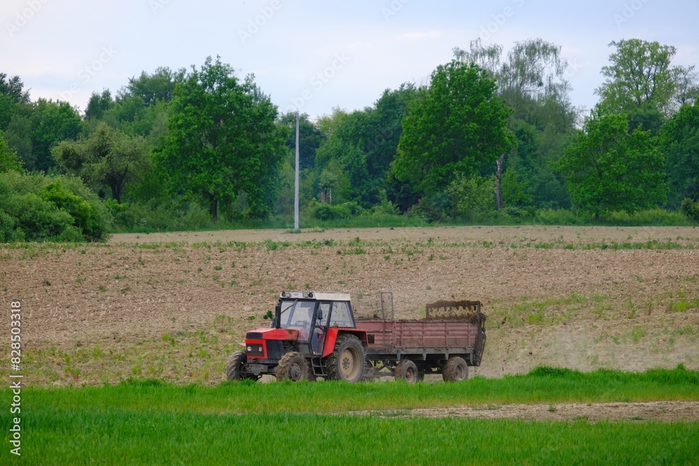 Fototapeta premium A red tractor with a trailer drives through a plowed field