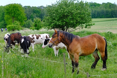 Horse and herd of cows grazing on green meadow