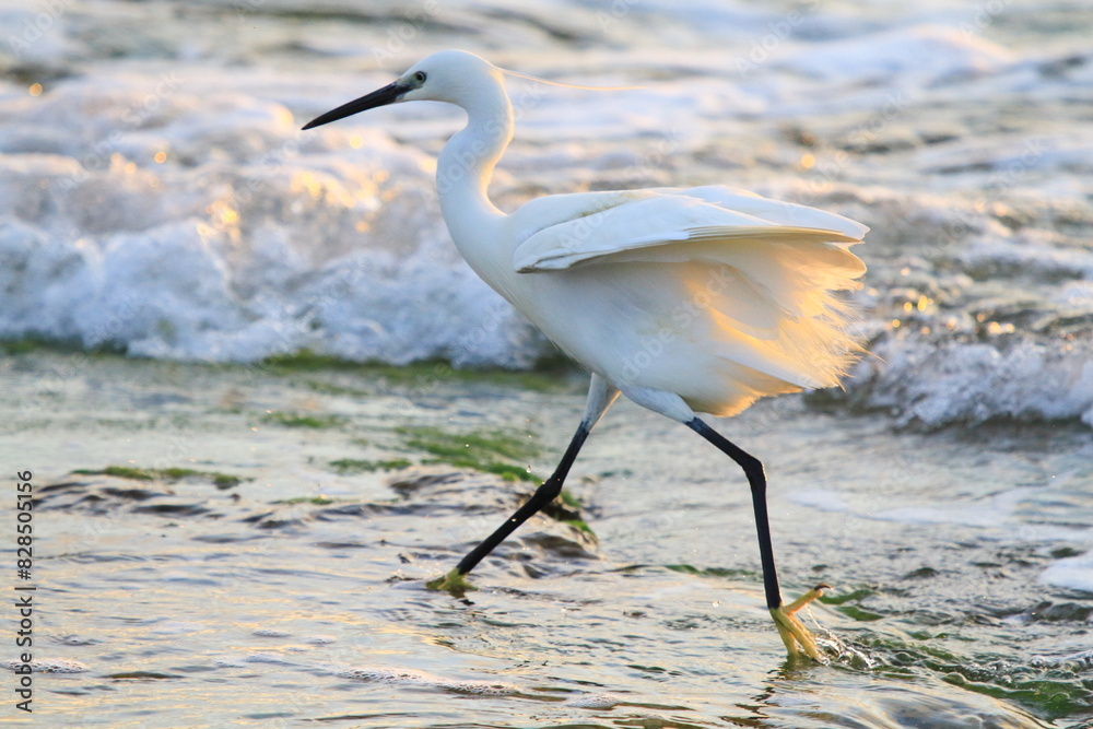Little egret strolling in the water looking for food Little egret strolling in the water looking for food
