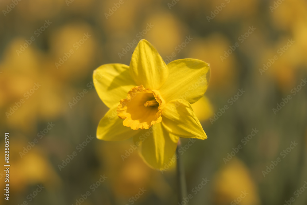 Closeup of a yellow daffodil in full bloom. Closeup of a yellow daffodil in full bloom.