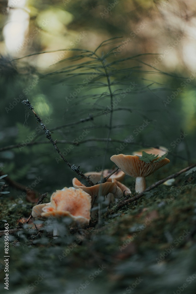 Mushrooms feasting on the forest floor by bushes and grass Mushrooms feasting on the forest floor by bushes and grass