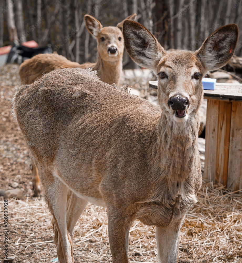 2 white tailed deer doe in the spring. Ontario Canada. 2 white tailed deer doe in the spring. Ontario Canada.