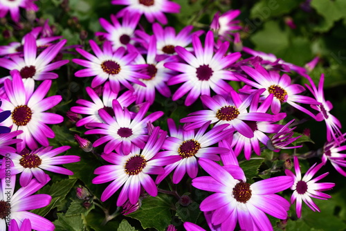 Purple and white Senetti Pericallis 'Magenta Bicolor' flowers in a lush bush