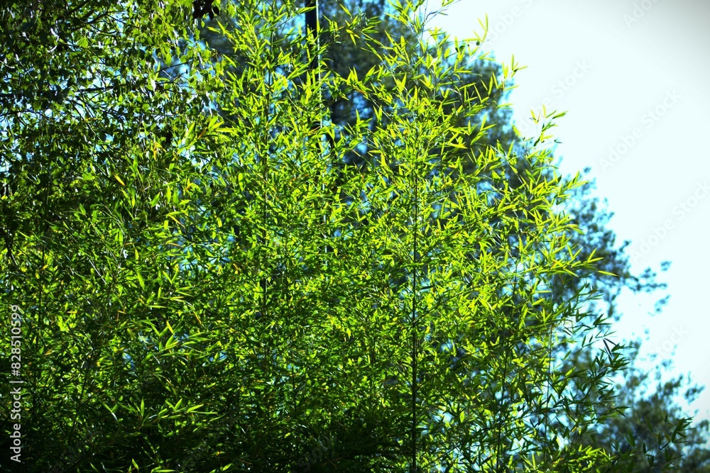 Fototapeta premium Green autumn tree