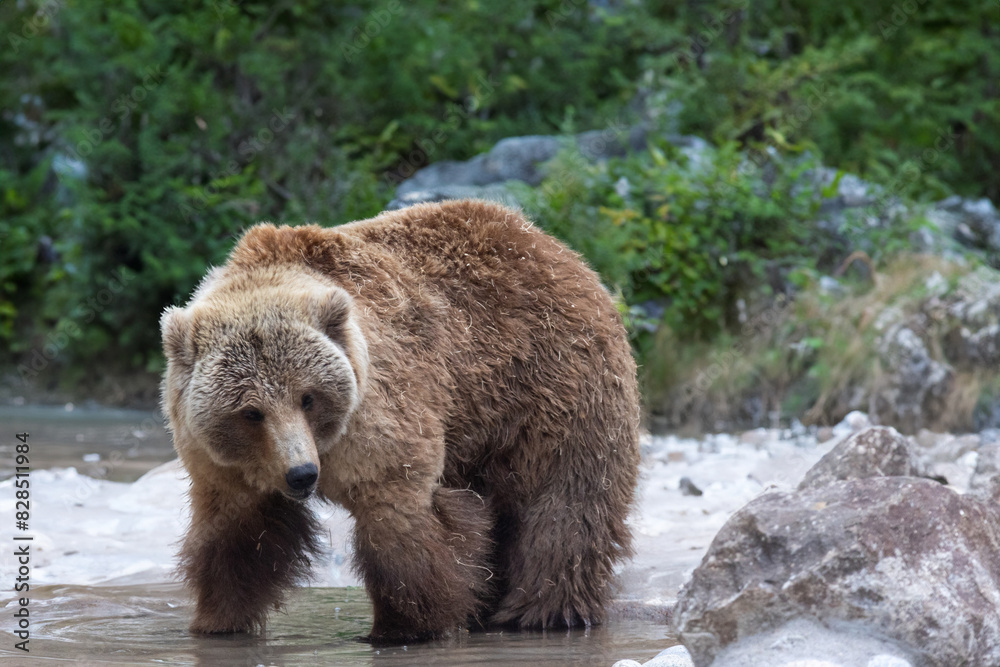 Obraz premium the bear is standing in the water next to rocks and green plants