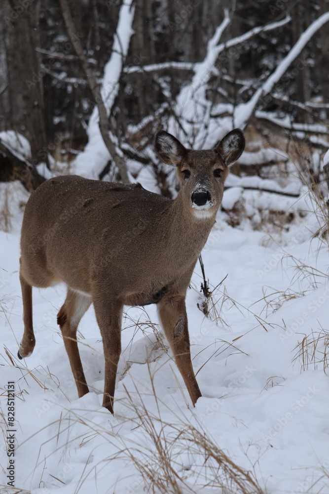 White-tailed deer (Odocoileus virginianus) in a snowy forest landscape
