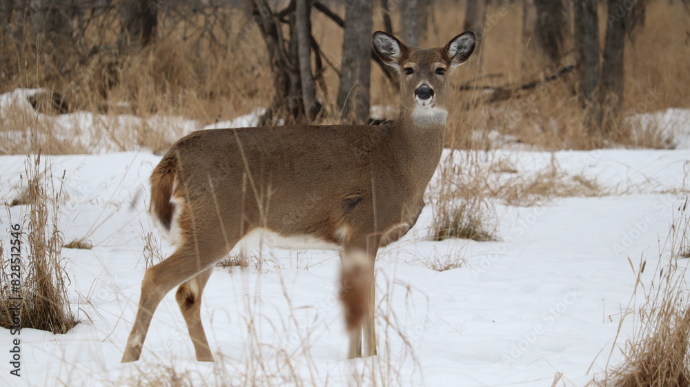 White-tailed deer (Odocoileus virginianus) in a snowy forest landscape White-tailed deer (Odocoileus virginianus) in a snowy forest landscape