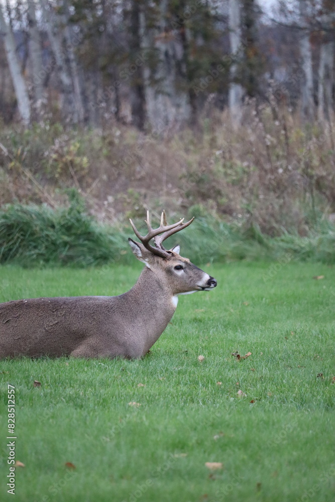 White-tailed deer (Odocoileus virginianus) in front of a vibrant green park White-tailed deer (Odocoileus virginianus) in front of a vibrant green park