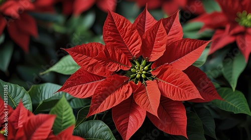 ed poinsettia flower in focus  with green leaves slightly