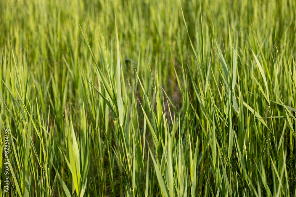 Cat in tall green grass, exploring surroundings Cat in tall green grass, exploring surroundings
