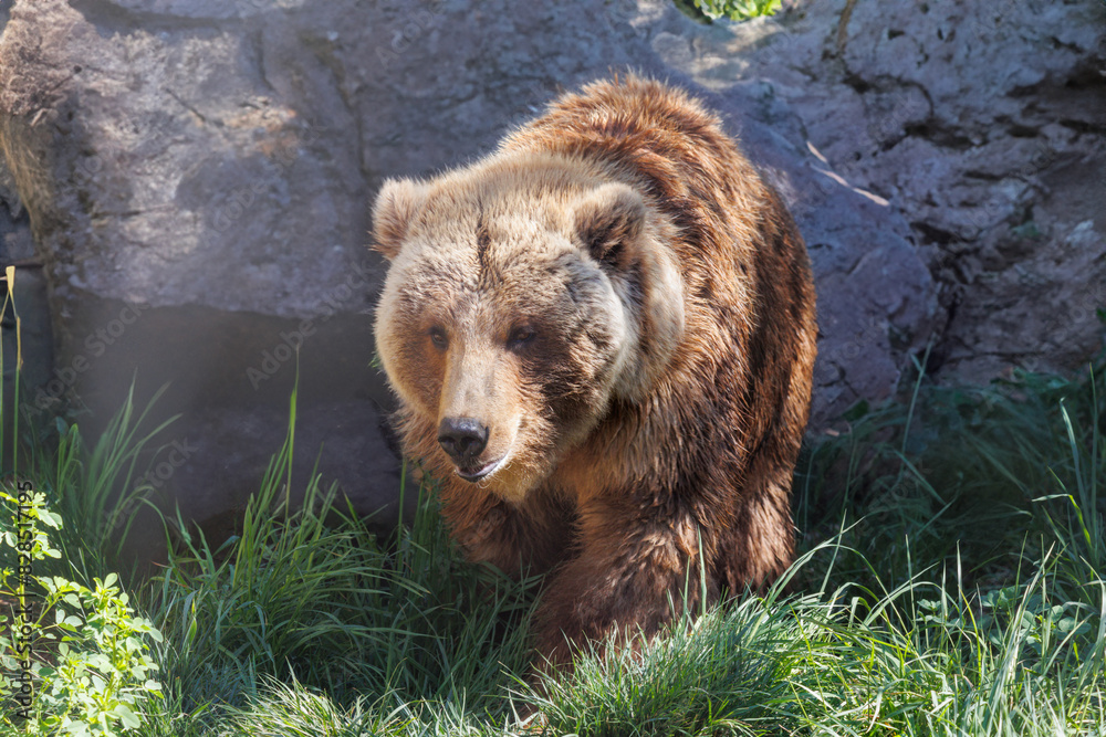 Fototapeta premium Brown bear walking in grass near rocks