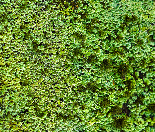Wallpaper Mural Close-up of green moss and fungus, a green background Torontodigital.ca