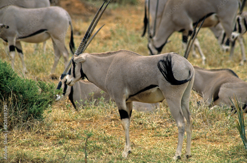Oryx beisa, femelle et jeune, Oryx gazella beisa, Parc national de Samburu, Kenya Oryx beisa, femelle et jeune, Oryx gazella beisa, Parc national de Samburu, Kenya